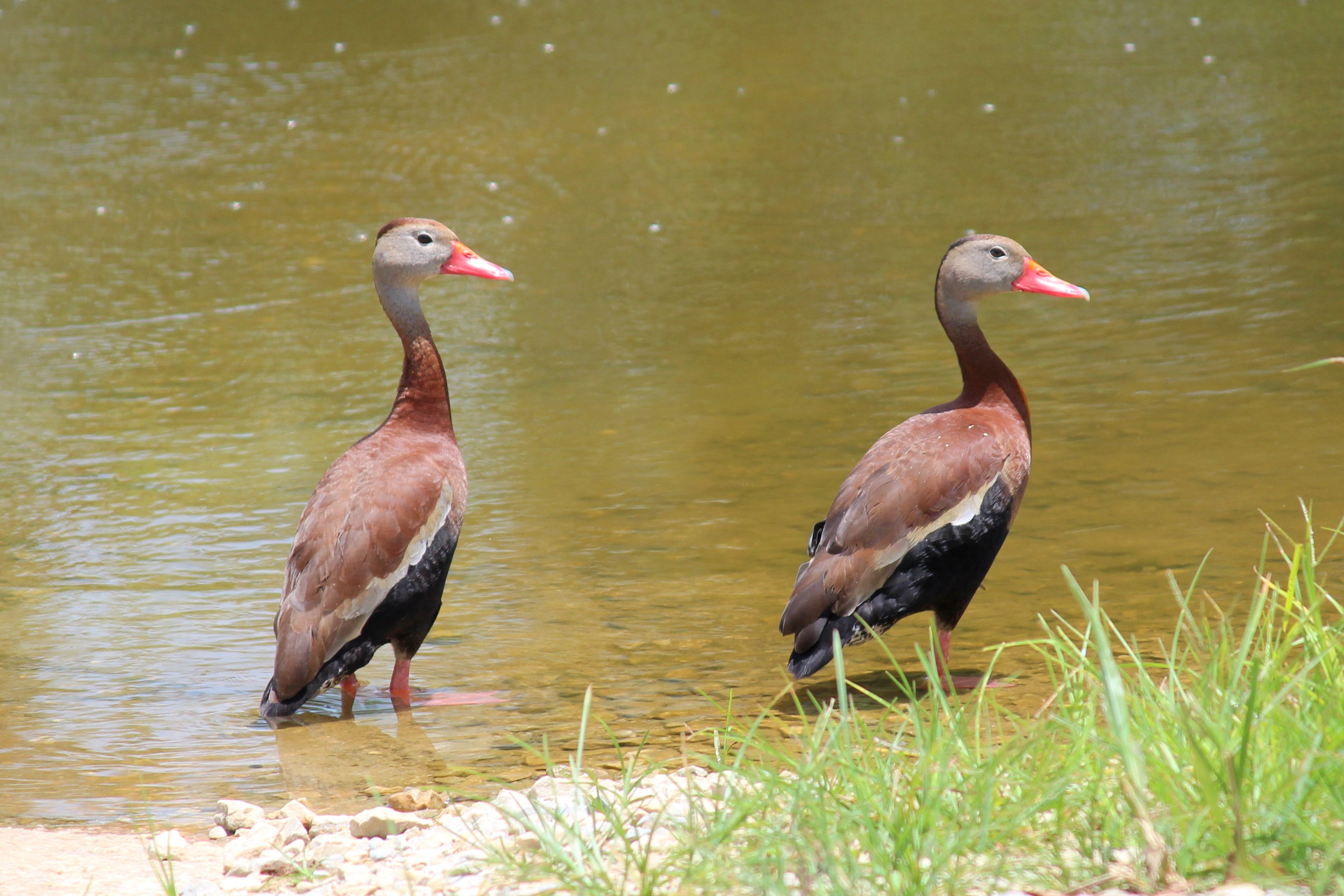 black-bellied-whistling-duck-outdoor-alabama